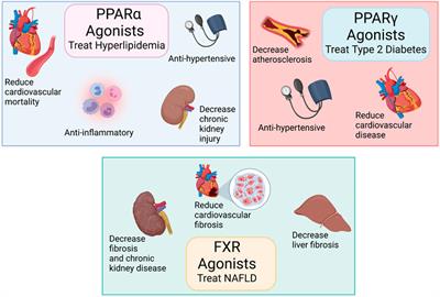 Peroxisome proliferator-activated receptors, farnesoid X receptor, and dual modulating drugs in hypertension